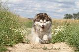 CHIEN FINNOIS DE LAPONIE 072